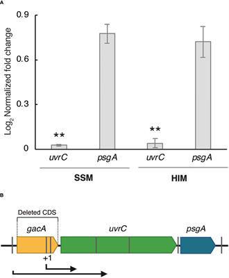 GacA reduces virulence and increases competitiveness in planta in the tumorigenic olive pathogen Pseudomonas savastanoi pv. savastanoi